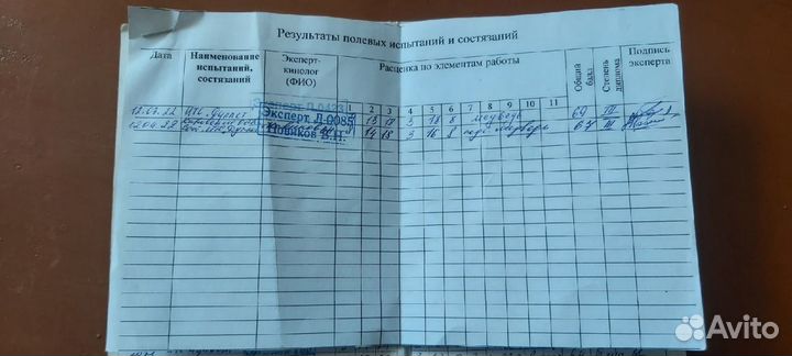 Готовятся к продаже щенки русско-европейская лайка