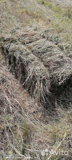 Сено луговое в тюках