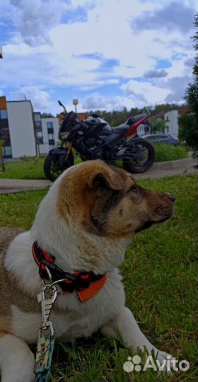 Щеночек ищет дом