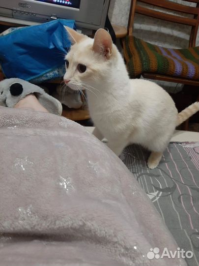 Кошка