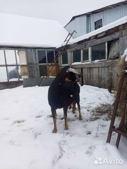 Нубийские козы