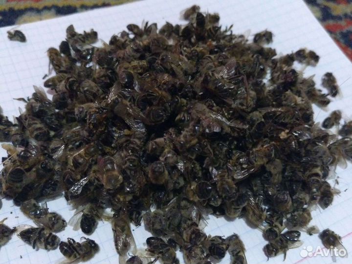 Пчелиный подмор