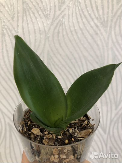 Сансевиерия ханни Блэк Жадэ (Джейд)