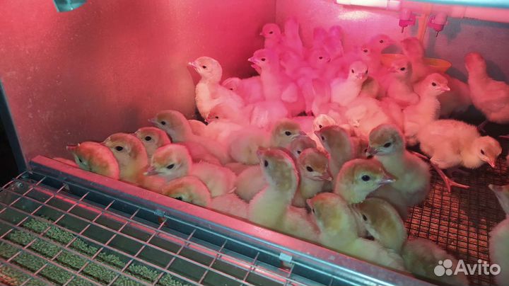 Индюшата биг 6