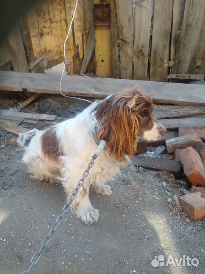 Собака русский спаниель
