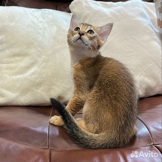 Чаузи - ручные котята