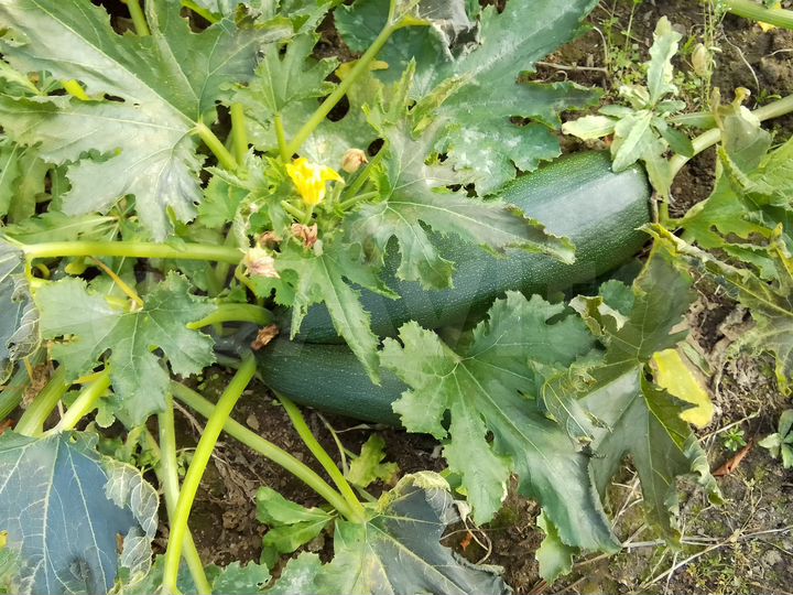 Участок 6 сот. (СНТ, ДНП)