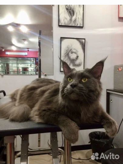 Стрижка собак и кошек(породный груминг)