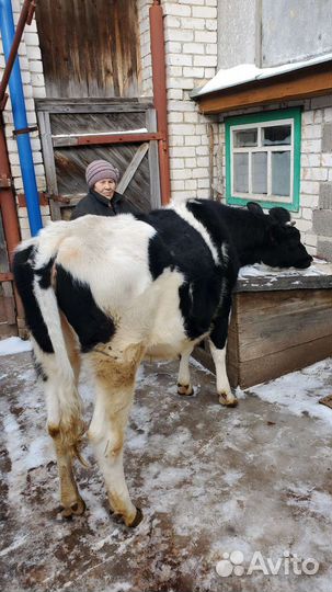 Корова дойная
