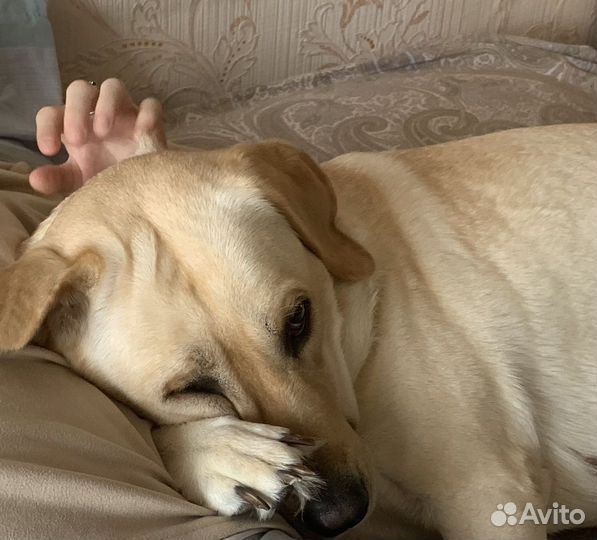 Наша девочка