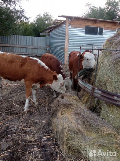 Продам тёлок