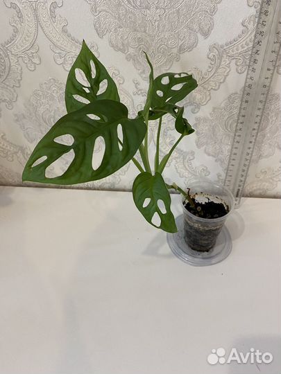 Монстера адансона