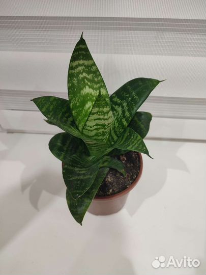 Сансевиерия Ханни Грин