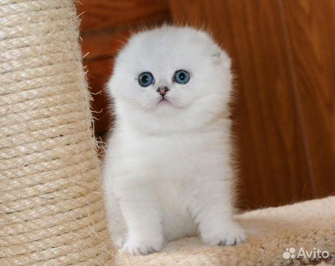 Шотландские вислоухие котята