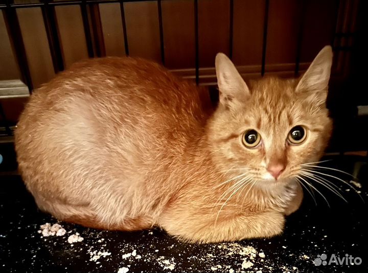 Милейший рыжий кот в поисках дома