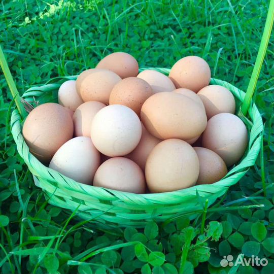 Домашние куриные яйца