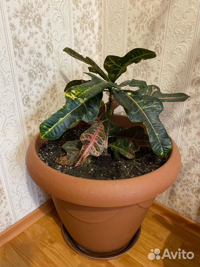 Цветы большие