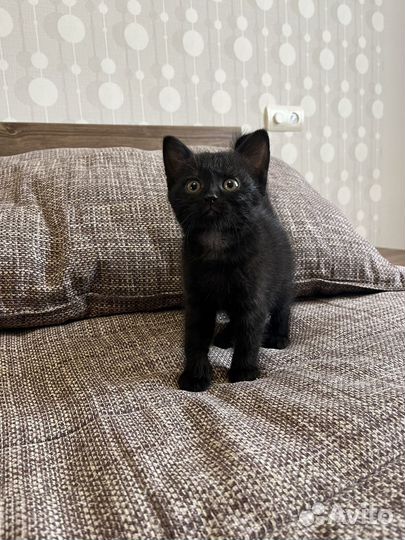 Шотландская кошечка