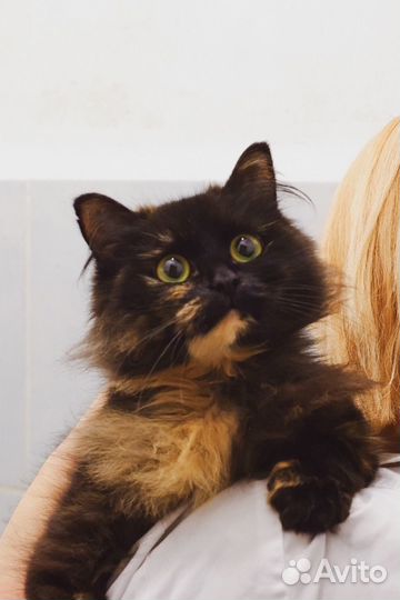 Кошка в дар