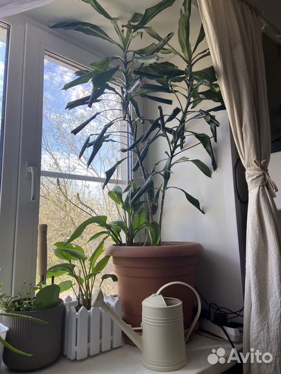 Большой цветок в горшке