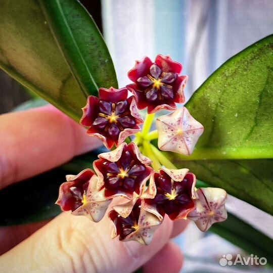 Hoya Lobbii dark red