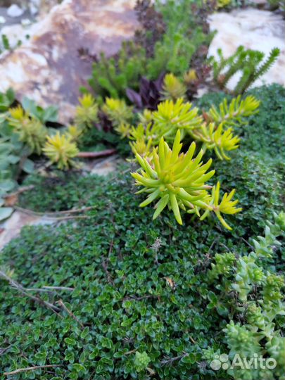 Очиток садовый