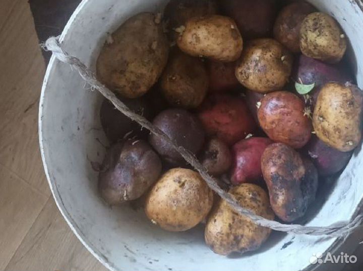 Продам картофель домашний крупный