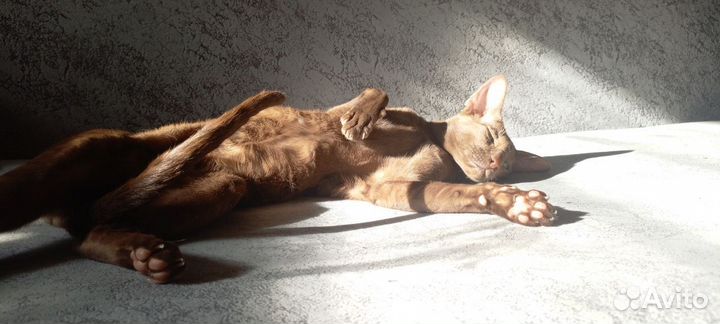 Взрослые титулованные зеленоглазые цинамоны