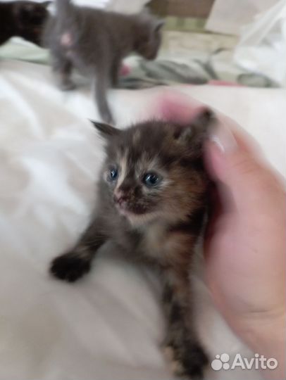 Кошка в дар