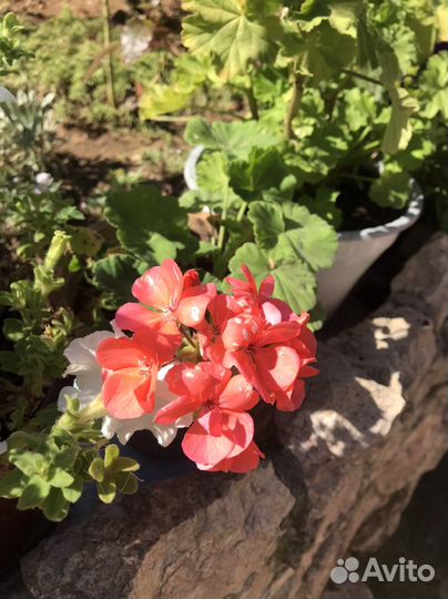 Пеларгония герань