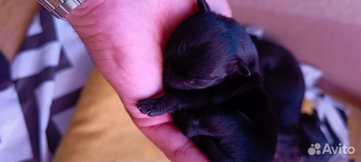 Той-терьер щенки