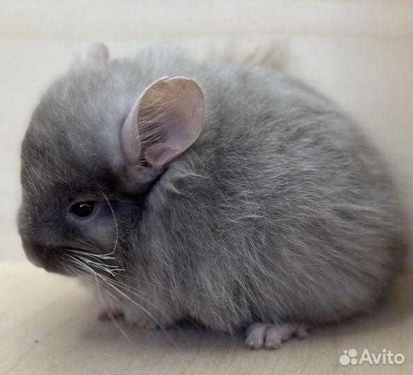 Шиншиллы ангоры мальчик и девочка 5,5 мес