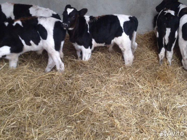 Телята мясной породы бычки