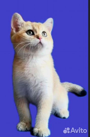 Шотландская