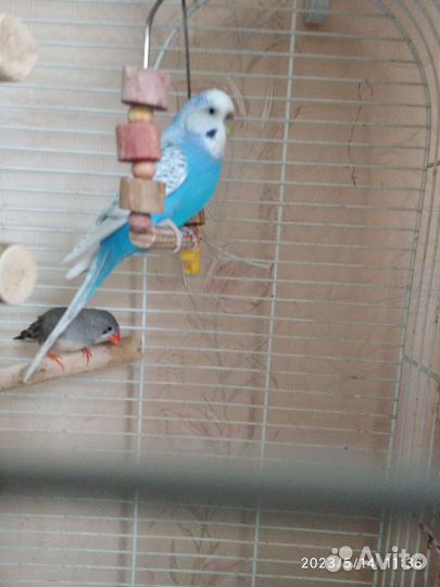 Клетка с Волнистым попугайчиком и с Мадиной
