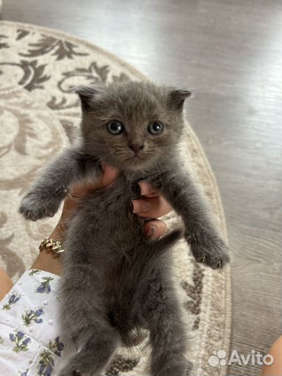 Шотландская