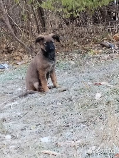 Щенок в добрые руки бесплатно