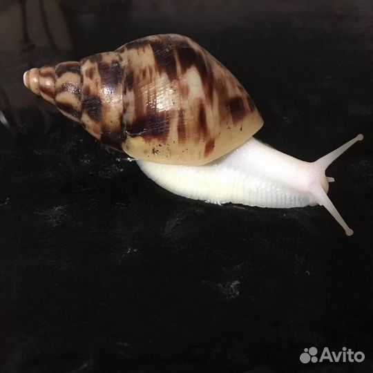 Улитки ахатины