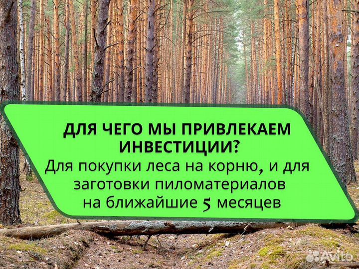 Инвестиции в лесозаготовки 60% годовых