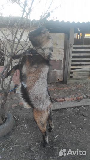 Козёл Ламанча