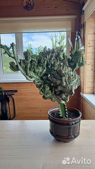 Эуфорбия Лактея Кристата