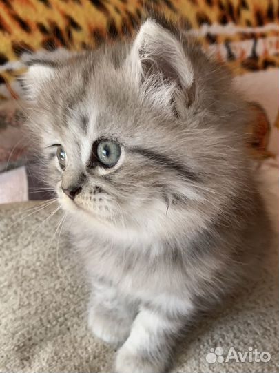 Очаровашки