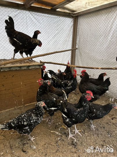 Бойцовский петух