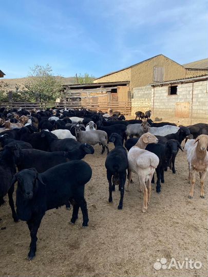 Баранчики ягняты