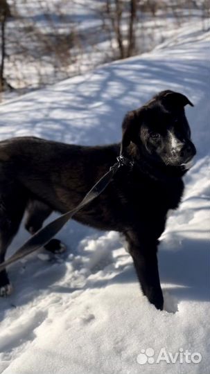 Собака Дана