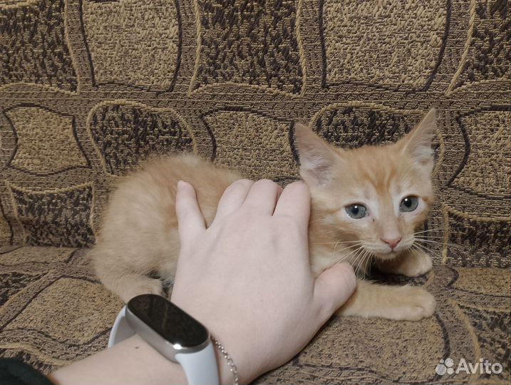 Рыжий котёнок мальчик, 2 мес