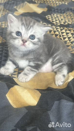 Продам котят британцы
