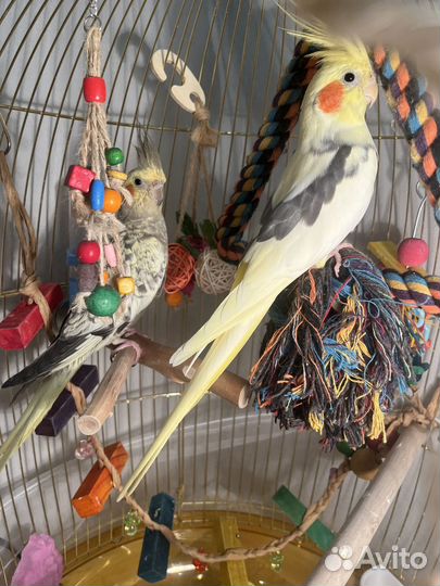 Попугай корелла с клеткой всеми игрушками и кормом