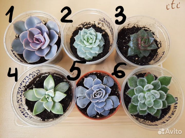 Суккуленты