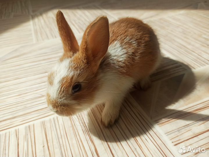 Кролики декоративные